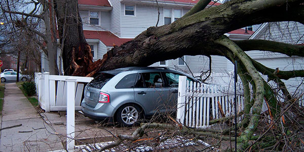 Large tree fallen down on car after storm